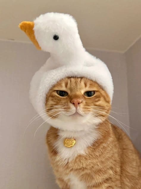 Orange tabby cat wearing a white goose hat with a gold bell collar.